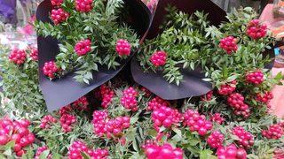 Ev sahibi yaptığına inanılan kokina (yılbaşı çiçeği) satışları patladı! Çiçekçiye akın ediyorlar