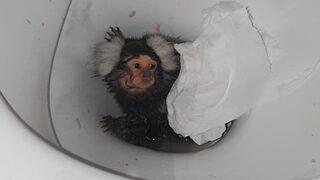 Galler'de akıllara durgunluk veren olay! Maymununa kokain verdi, üzerine sifon çekti