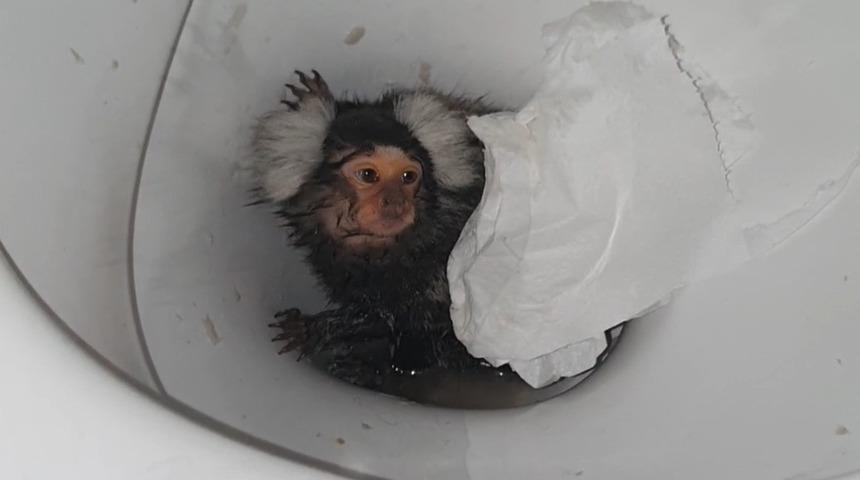 Galler'de akıllara durgunluk veren olay! Maymununa kokain verdi, üzerine sifon çekti