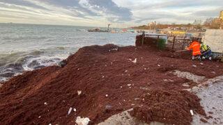 Caddebostan sahili kırmızı yosunla kaplandı! ''Marmara Denizi kusuyor''