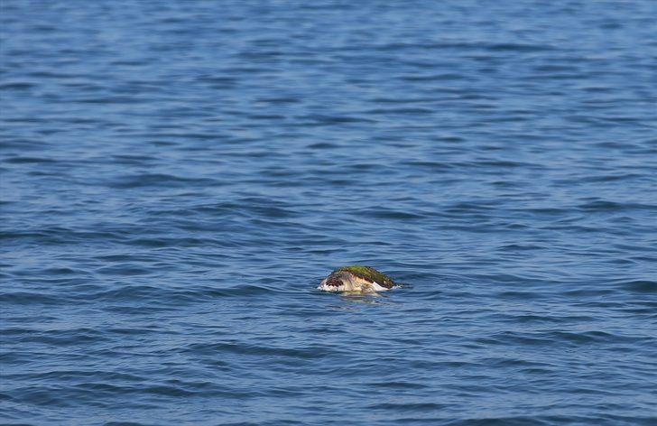 İskenderun Körfezi'nde ölü caretta caretta bulundu G1