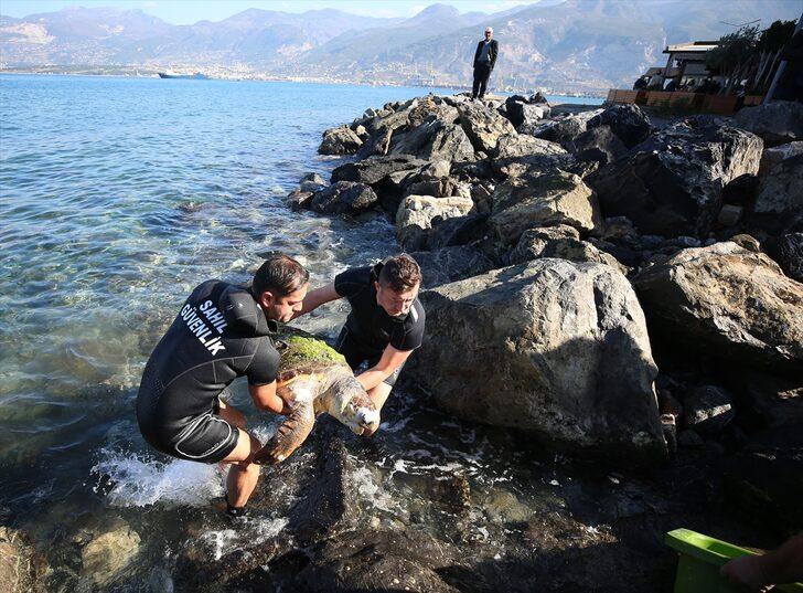İskenderun Körfezi'nde ölü caretta caretta bulundu G3