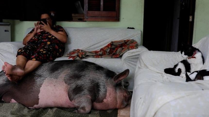 Brezilya'da yavru evcil hayvan olarak alınan domuz, 250 kilogram oldu