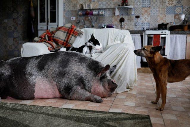 Brezilya da yavru evcil hayvan olarak alınan domuz, 250 kilogram oldu 1