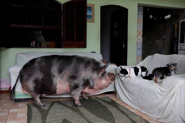 Brezilya da yavru evcil hayvan olarak alınan domuz, 250 kilogram oldu 3