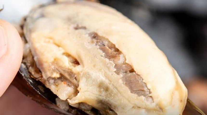 Midye dolma kanser mi yapıyor? Midye dolma hakkında şaşırtan araştırma