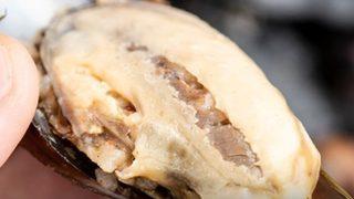 Midye dolma kanser mi yapıyor? Midye dolma hakkında şaşırtan araştırma