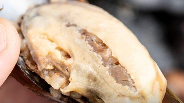 Midye dolma kanser mi yapıyor? Midye dolma hakkında şaşırtan araştırma