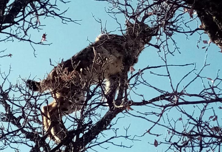 Tunceli'de vaşak şaşkınlığı! Kangal köpeklerden kaçıp ağaca sığındı