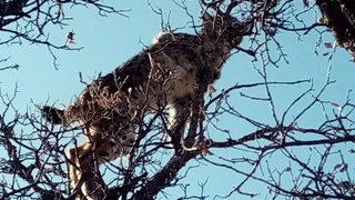 Tunceli'de vaşak şaşkınlığı! Kangal köpeklerden kaçıp ağaca sığındı