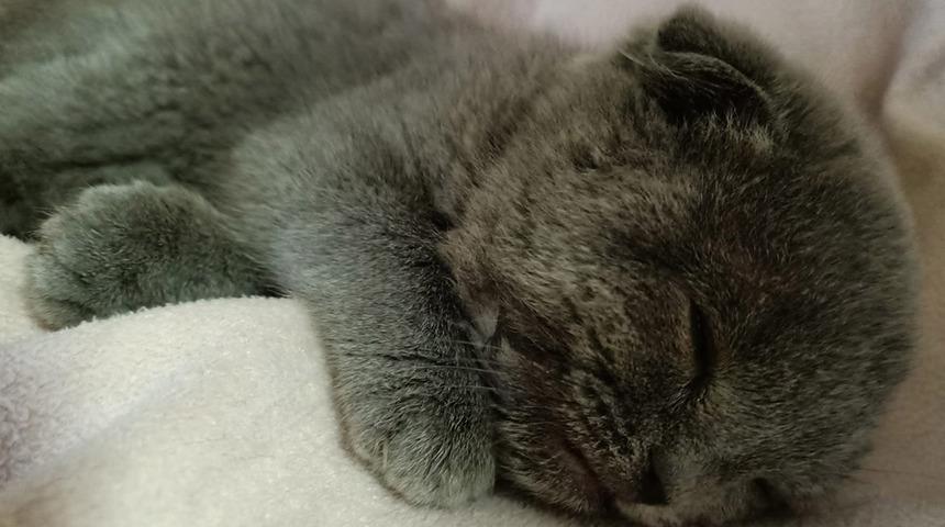 Eşiyle kavga etti, yavru kediyi duvara fırlattı! Korkunç olay cezasız kalmadı