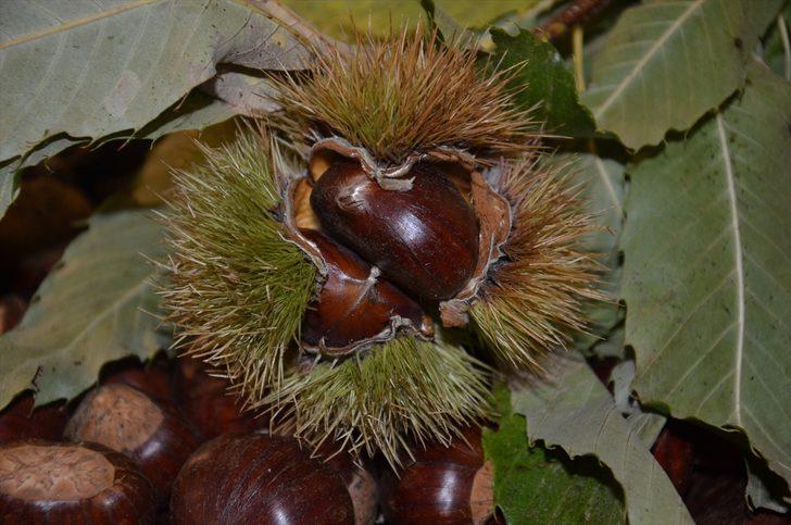 Kestane ihracatı yüzde 79 arttı G1