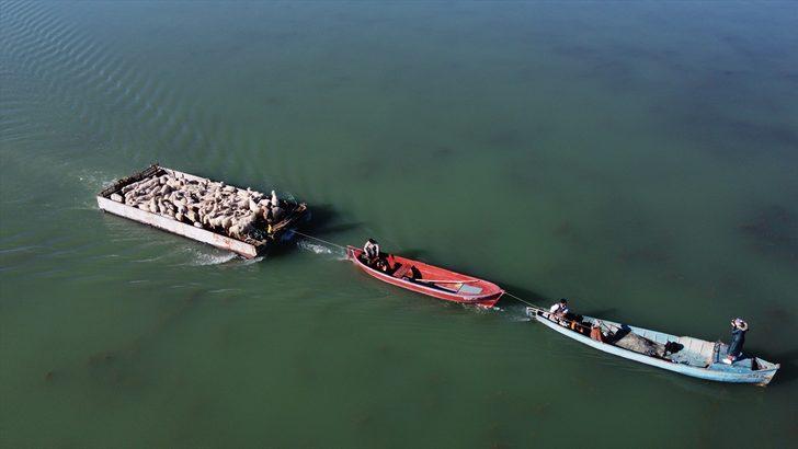 Yazı adada geçiren koyunlar salla kırsal mahalleye getirildi G1