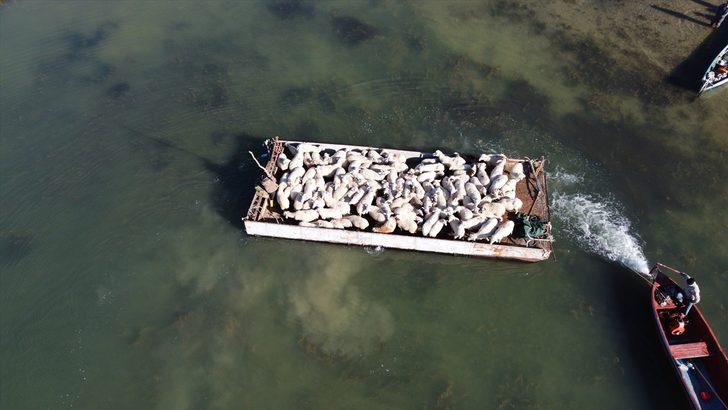 Yazı adada geçiren koyunlar salla kırsal mahalleye getirildi G2