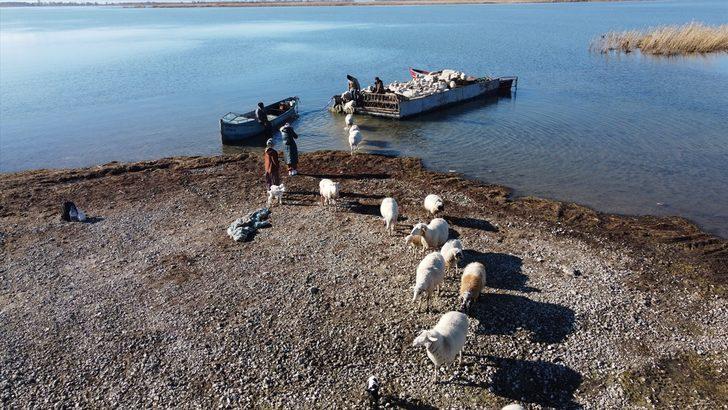 Yazı adada geçiren koyunlar salla kırsal mahalleye getirildi G3