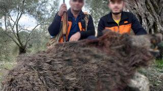 Tam 250 kilo! Vurup sosyal medyada paylaştılar