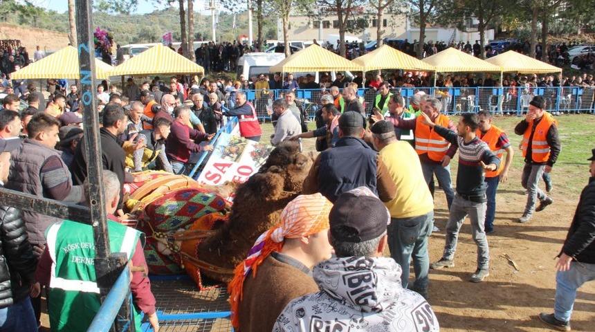 Korku dolu anlar! Develer arenaya sığmadı, ortalık savaş alanına döndü