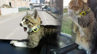 Sosyal medyada büyük ilgi gördü! 3 ayda 50 bin kilometre yolculuk yaptı