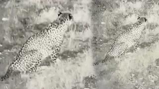 Anadolu Parsı ilk kez bu kadar net görüntülendi! Kendini çok iyi saklayabiliyor, tek başına avlanıyor