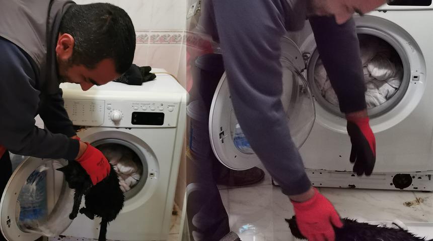 Yorganın arasındaki kediyi fark etmeden çamaşırlarla makinede yıkadı! 