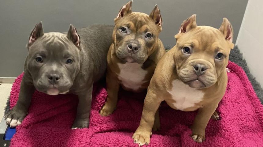 İngiltere'de sosyal medya trendi y&uuml;z&uuml;nden k&ouml;peklerin kulakları kesiliyor