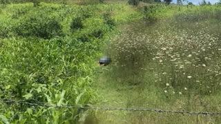 Köpeğe cinsel saldırıda bulunurken görüntülenmişti! Şoke eden savunma: İktidarsızım