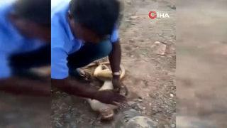 Hindistan'daki görüntüler sosyal medyada hızla yayıldı! Maymunun hayatını böyle kurtardı