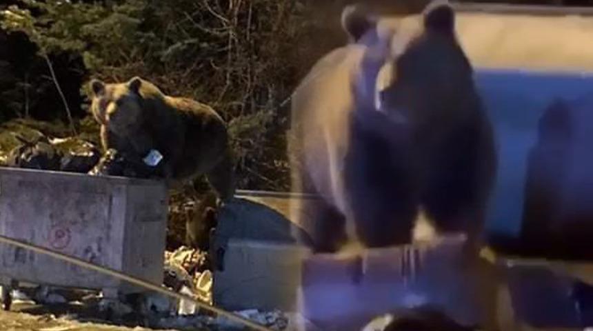 A&ccedil; kalan ayı &ccedil;&ouml;pleri devirdi, arabaya saldırdı!