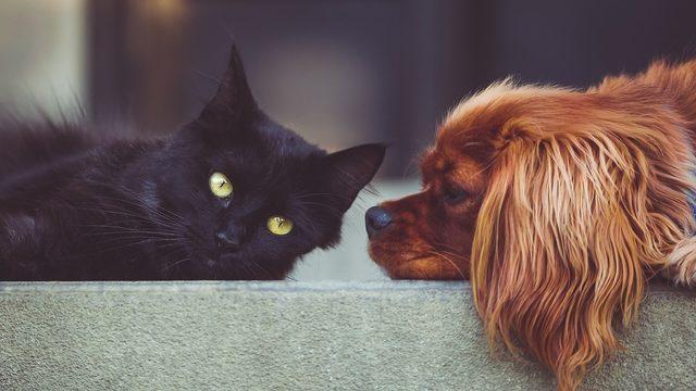 Patili dostlarınızın sağlıklı bir yaşam sürmesi için en iyi kedi ve köpek pire damlası çeşitleri