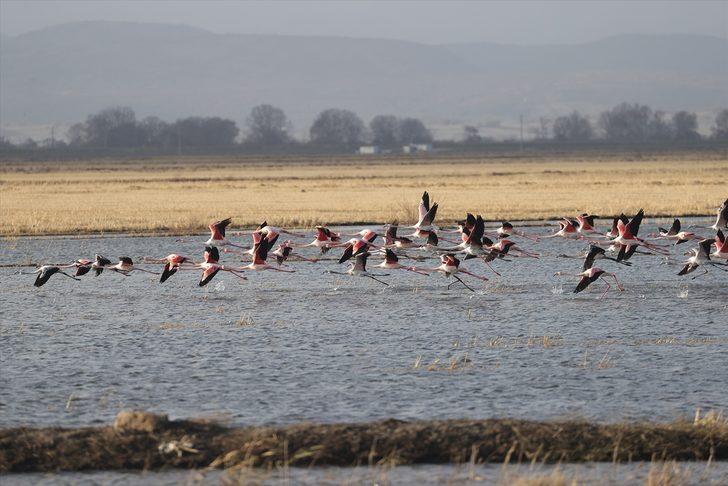 Gala Gölü Milli Parkı göçmen kuşları ağırlıyor G1