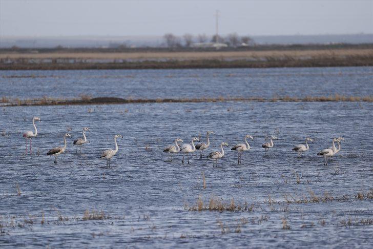 Gala Gölü Milli Parkı göçmen kuşları ağırlıyor G2