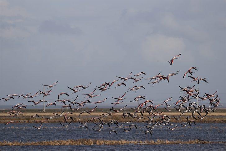 Gala Gölü Milli Parkı göçmen kuşları ağırlıyor G3