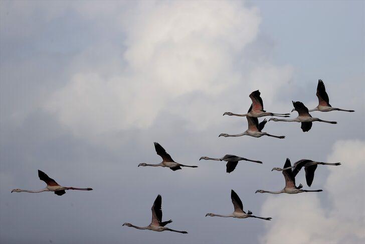 Gala Gölü Milli Parkı göçmen kuşları ağırlıyor G4