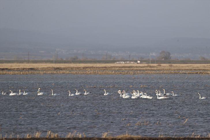 Gala Gölü Milli Parkı göçmen kuşları ağırlıyor G5