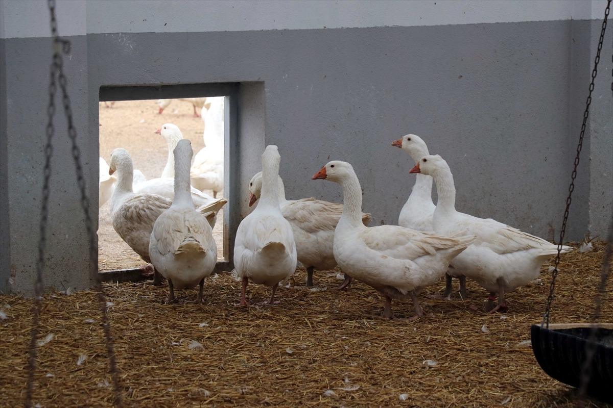 Eflani'de &ccedil;ift&ccedil;ilerin yeni gelir kapısı kaz &uuml;retimi olacak