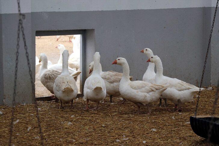 Eflani'de çiftçilerin yeni gelir kapısı kaz üretimi olacak G1