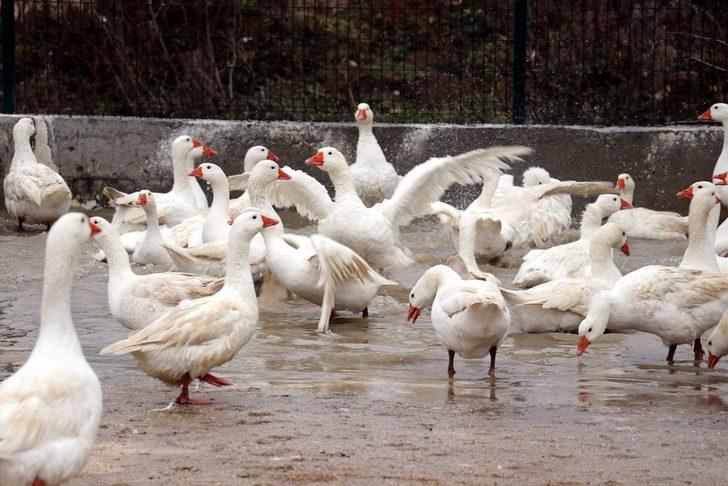 Eflani'de çiftçilerin yeni gelir kapısı kaz üretimi olacak G2