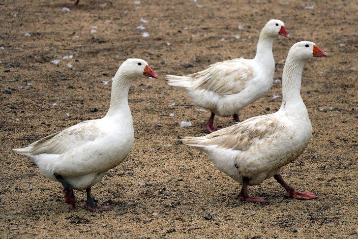 Eflani'de çiftçilerin yeni gelir kapısı kaz üretimi olacak G3