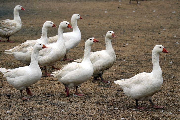 Eflani'de çiftçilerin yeni gelir kapısı kaz üretimi olacak G4