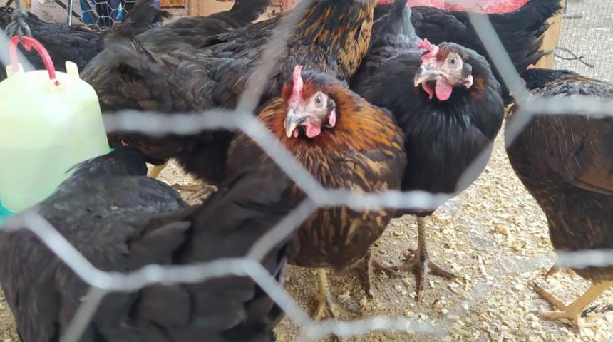 Köy tavuğu satışları patladı! 4 kiloluk tavuk 30 liradan satılıyor