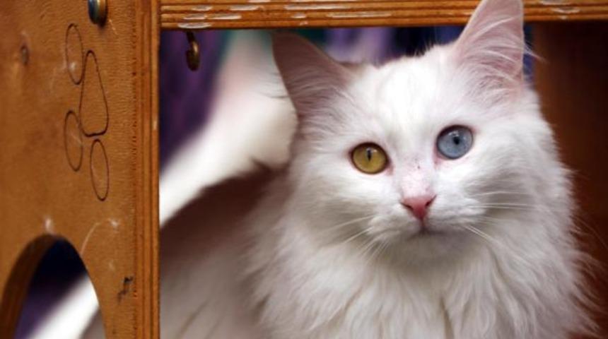 Van kedilerini sevme yasağı bitti