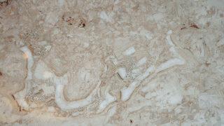 Kalp şeklindeki kabuklu deniz canlılarının sıralanmasıyla oluştu! 195 milyon yıllık mermerde şaşırtan Bismillah yazısı