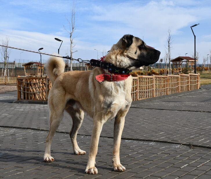 Kangal çiftliğinin gözdesi "Cesur"un yavruları için sıraya girdiler G1