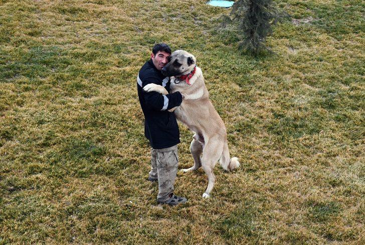 Kangal çiftliğinin gözdesi "Cesur"un yavruları için sıraya girdiler G2