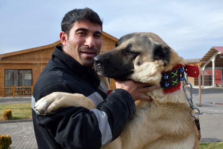 Kangal çiftliğinin gözdesi "Cesur"un yavruları için sıraya girdiler G3