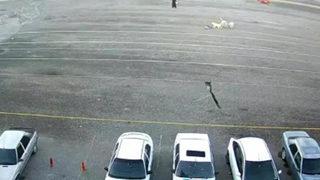 4 köpek 9 yaşındaki çocuğa saldırdı! Yoldan geçen kadın canı pahasına kurtardı