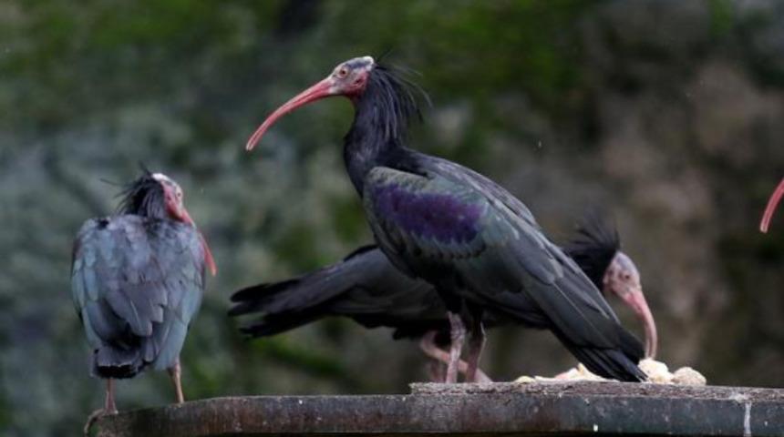 Sayıları 9'a çıktı! Dünyada azalıyor, Bursa’da artıyor