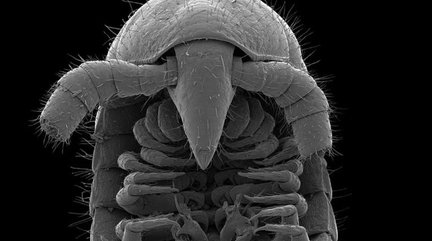 Avustralya'da heyecanlandıran keşif! Bin 306 bacaklı kırkayak buldular