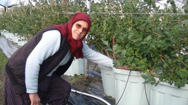 Antalya'da saksıda üretmeye başladı, kilosunu 160 TL'ye satıyor: Kızlarım gibi