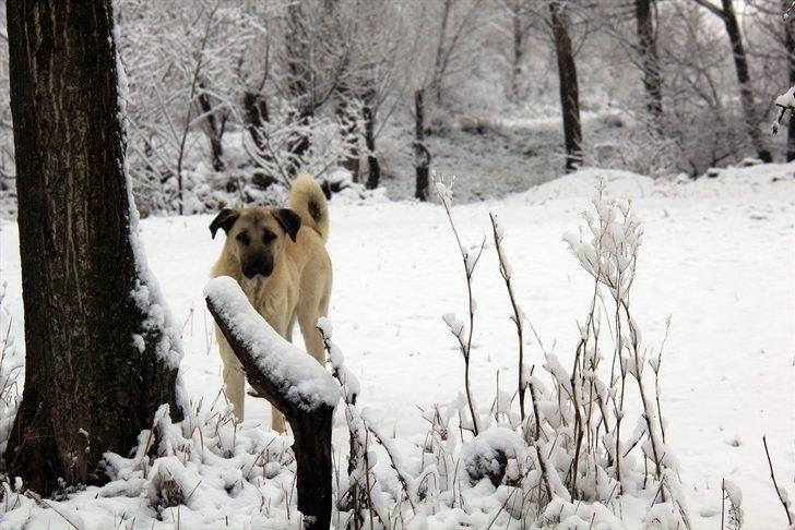 Sivas'ta kar yağışı nedeniyle 40 köy yolu ulaşıma kapandı G3